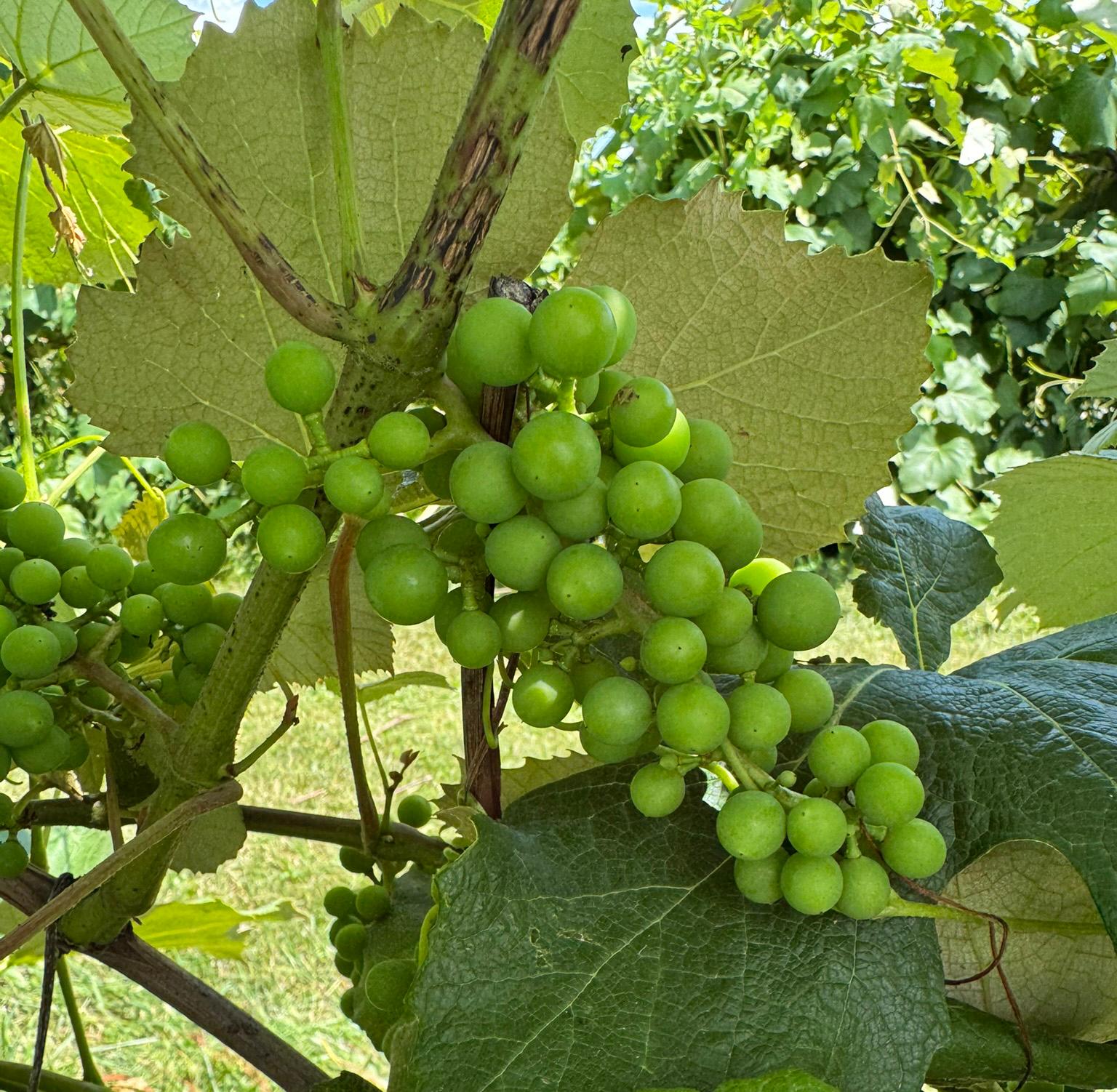 Concord grapes nearly at berry touch.